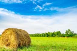 Zeige Produkte für Kategorie Heupackung Bio Qualität Bild für Kategorie Heupackung Bio Qualität