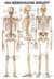 Bild von Lehrtafel Menschliches Skelett 70x100cm